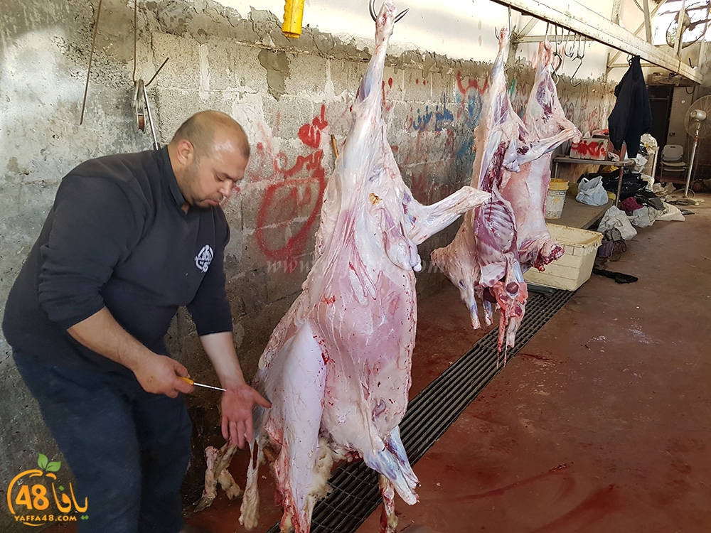 dab7 kharoof jam3iya (3).jpg